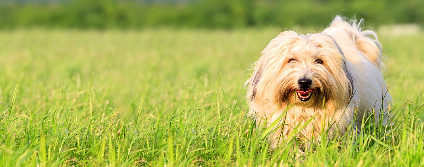Coton de Tulear Dog Names Popular Male and Female Names Wag!